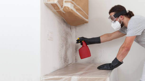 Professional Attic Mold Removal technician working in Walloon Lake, MI