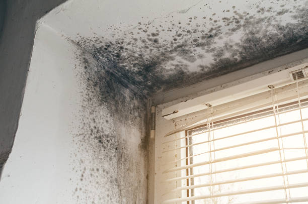 Affordable Attic Mold Removal solutions in Walloon Lake, MI